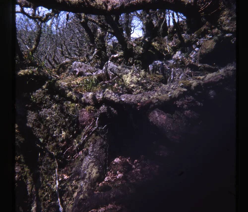 An image from the Dartmoor Trust Archive