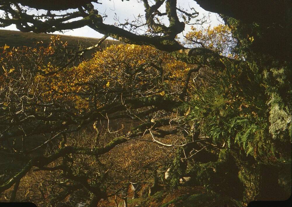 An image from the Dartmoor Trust Archive