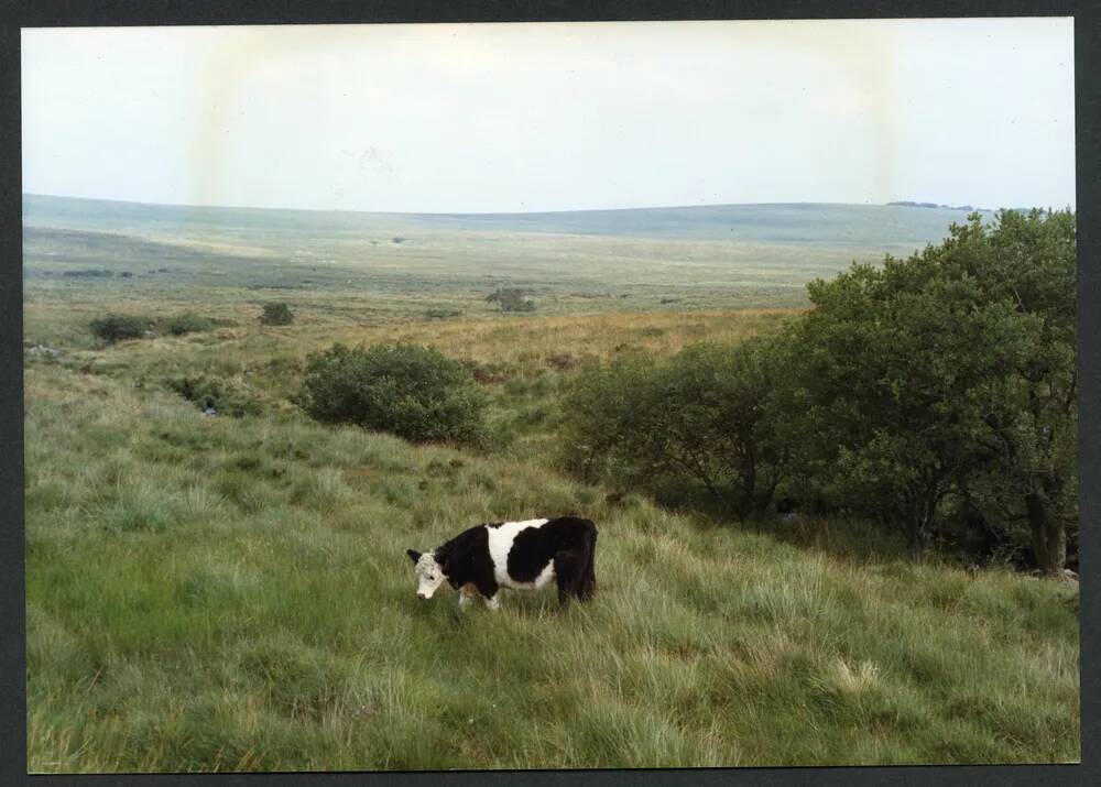 An image from the Dartmoor Trust Archive