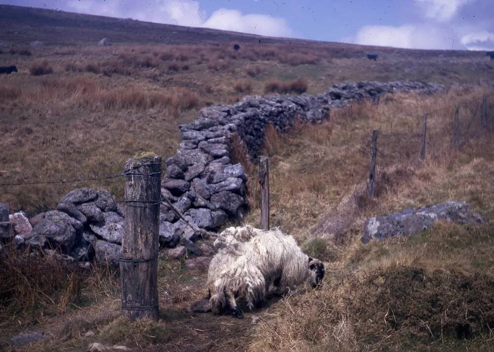 An image from the Dartmoor Trust Archive