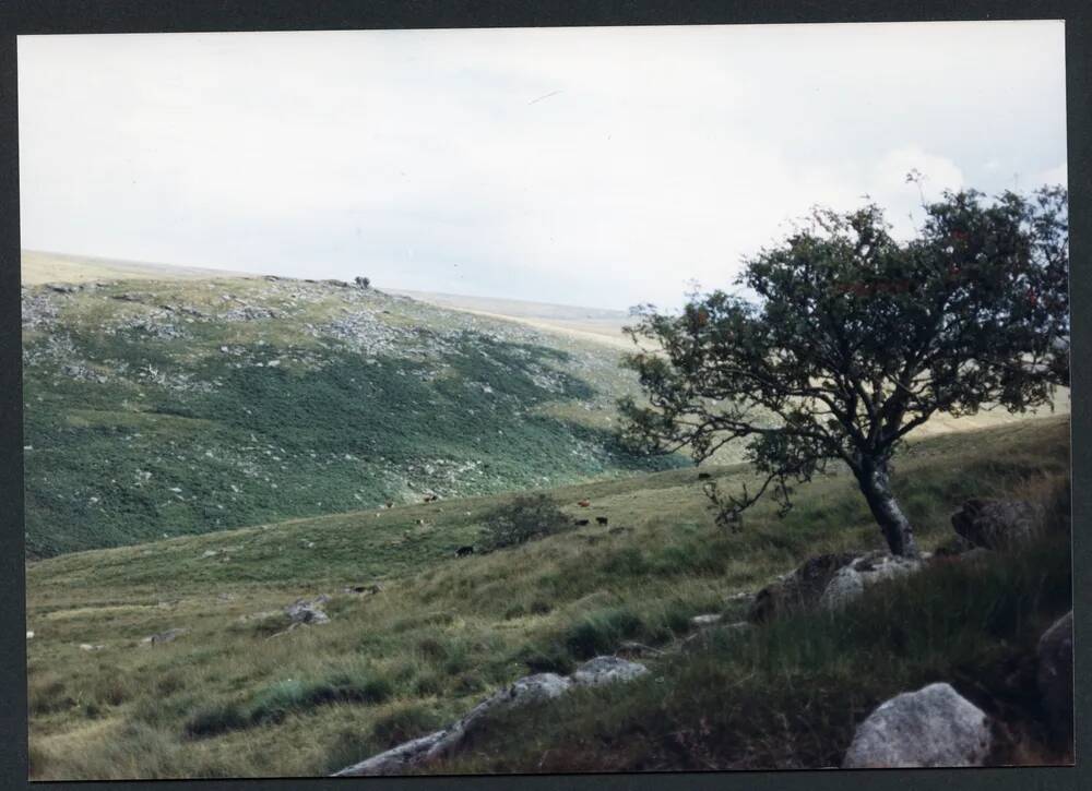 An image from the Dartmoor Trust Archive