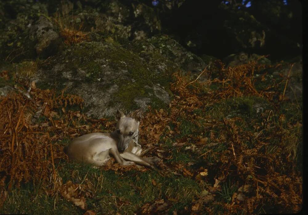 An image from the Dartmoor Trust Archive