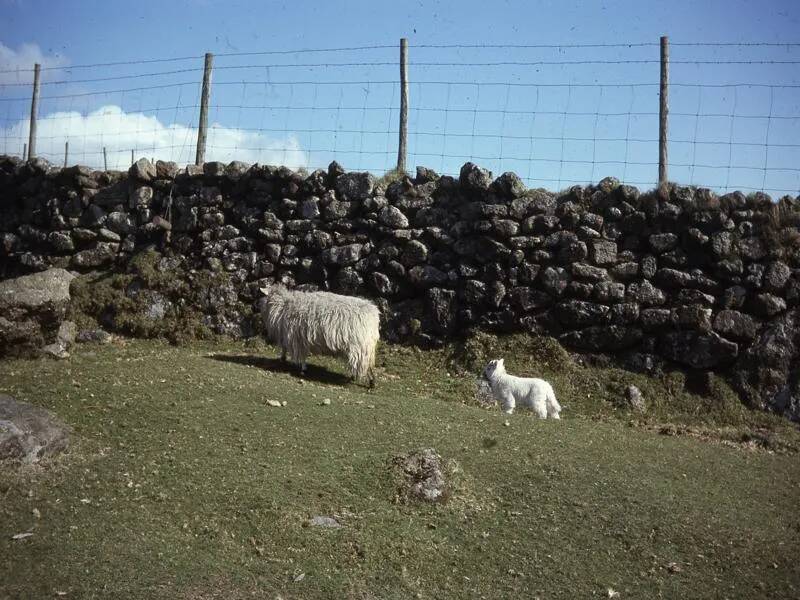 An image from the Dartmoor Trust Archive