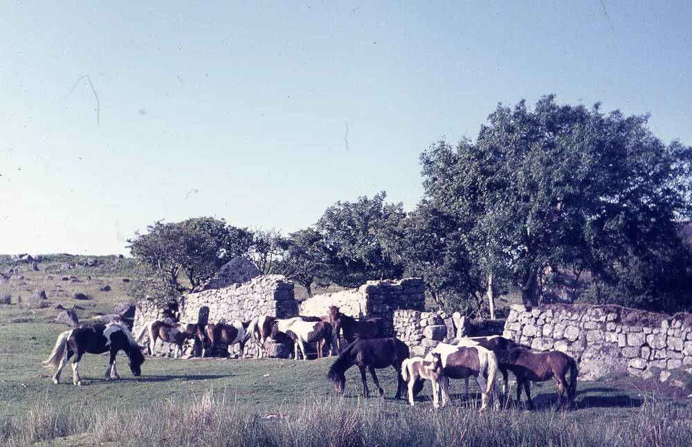 An image from the Dartmoor Trust Archive