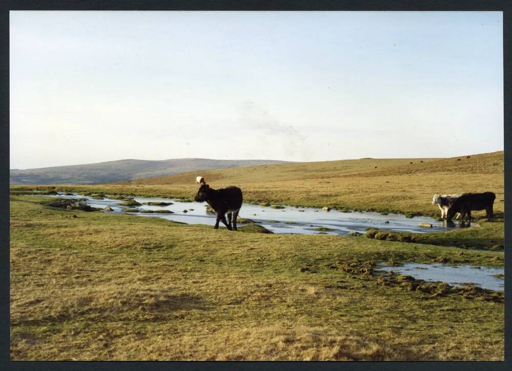 An image from the Dartmoor Trust Archive