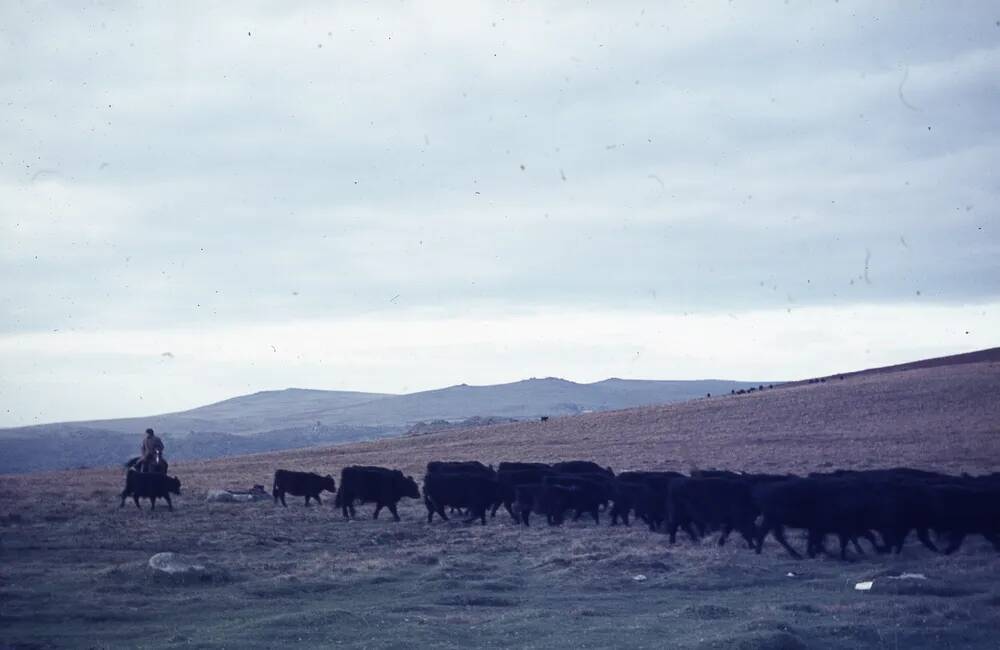 An image from the Dartmoor Trust Archive