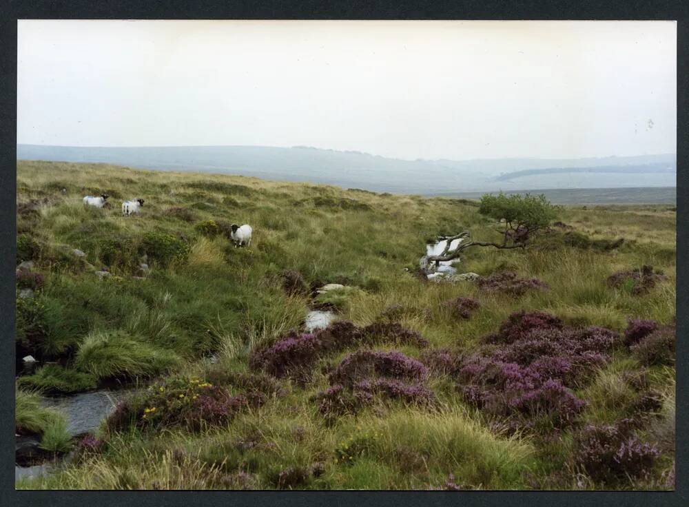 An image from the Dartmoor Trust Archive