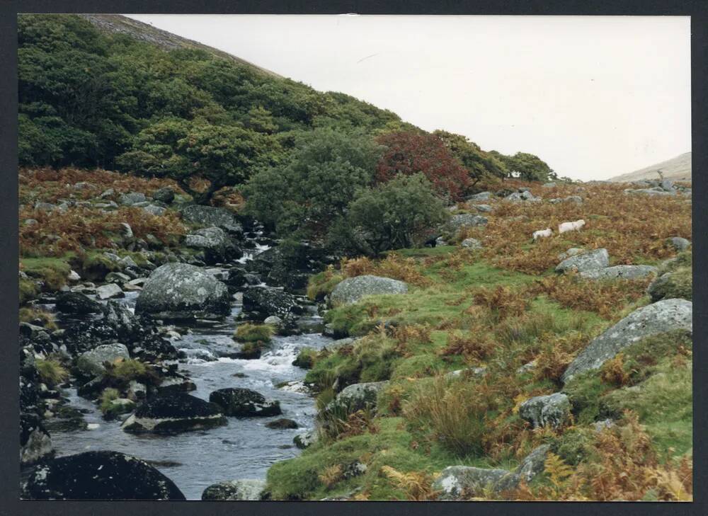 An image from the Dartmoor Trust Archive