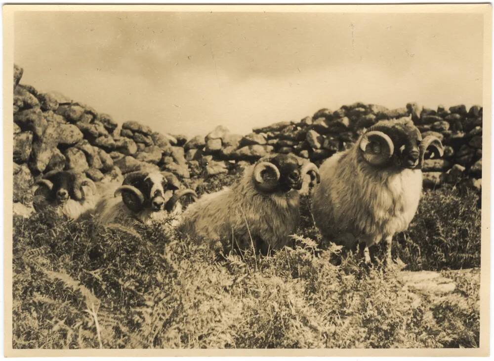 An image from the Dartmoor Trust Archive