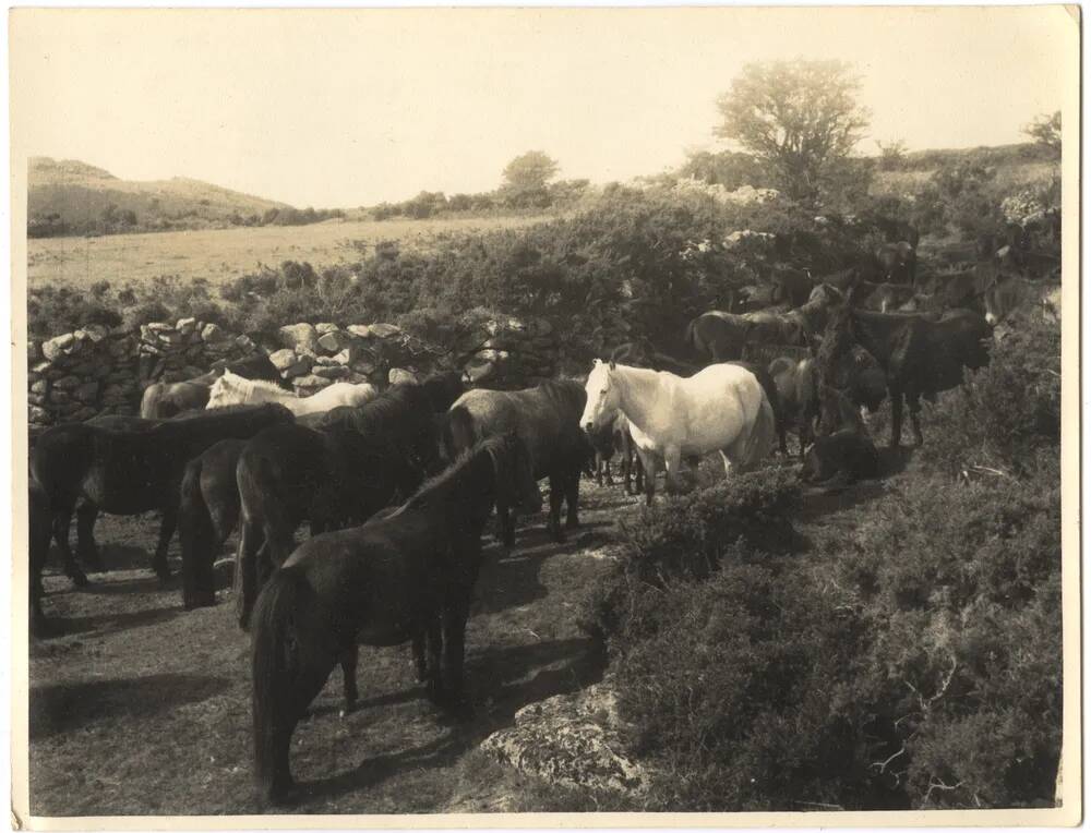 An image from the Dartmoor Trust Archive