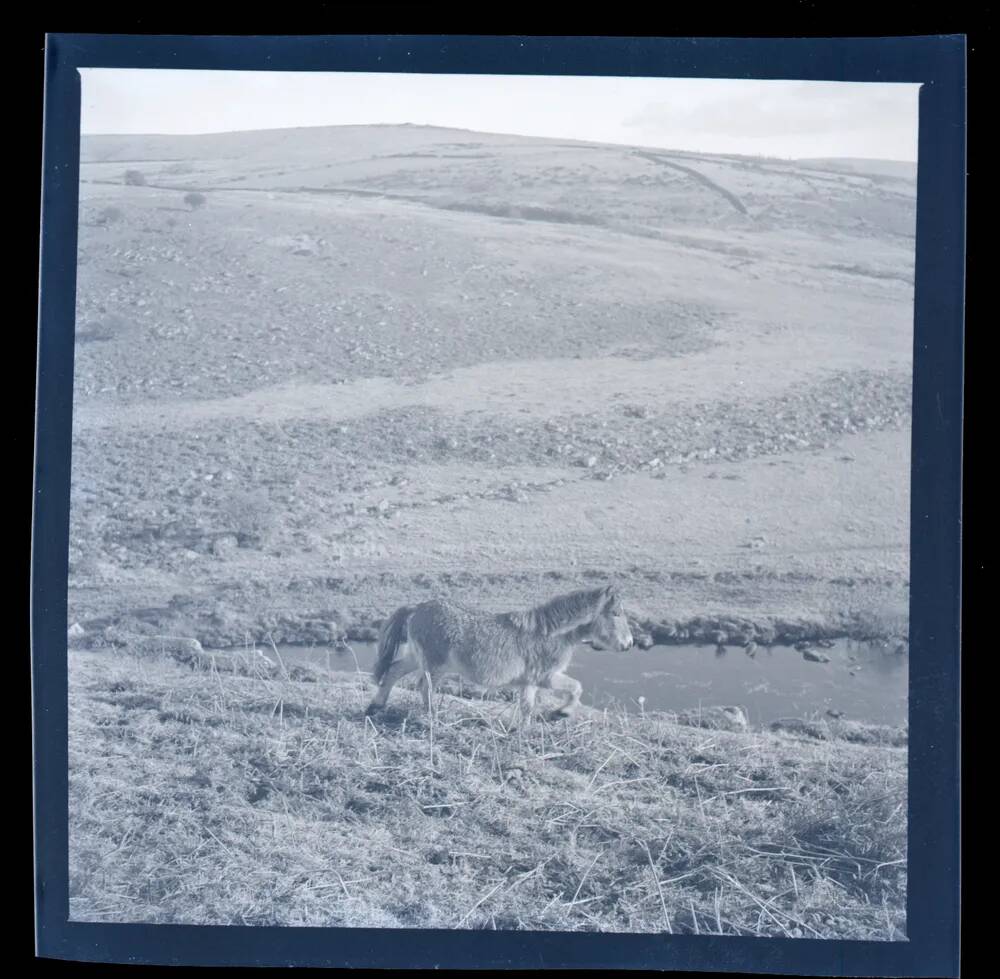 An image from the Dartmoor Trust Archive