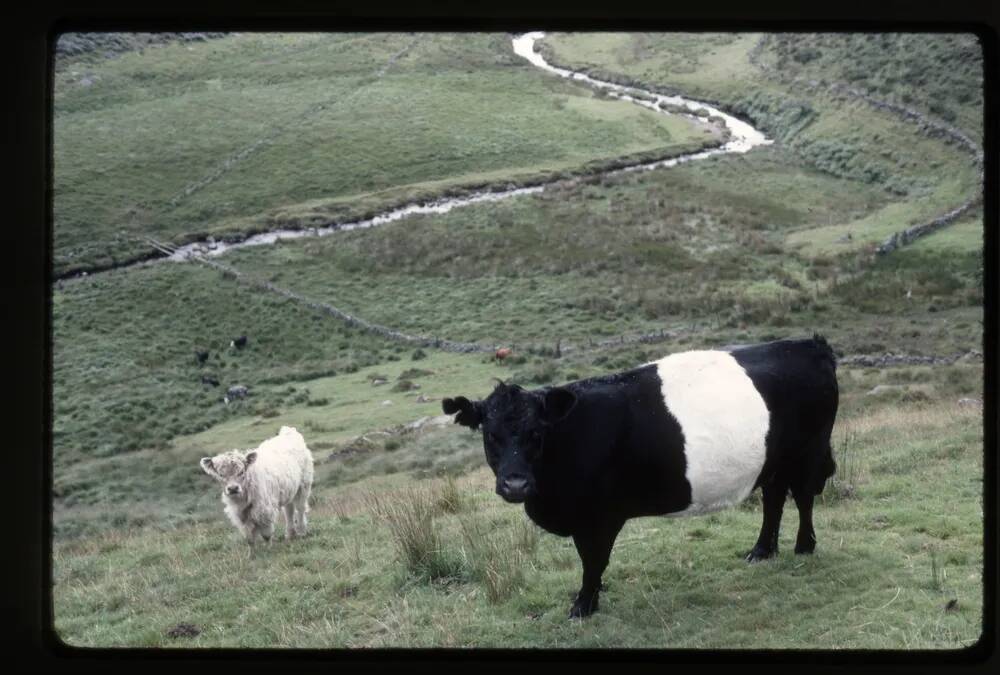 Cattle near Wistmans Wood