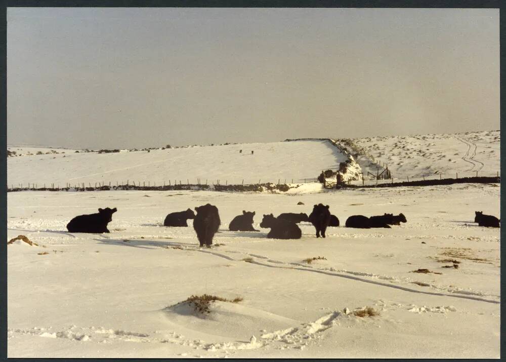 An image from the Dartmoor Trust Archive