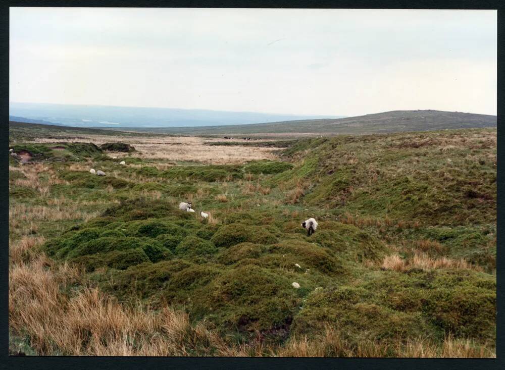 20/29 Tinners Burrows near Red Brook Head 29/5/1991