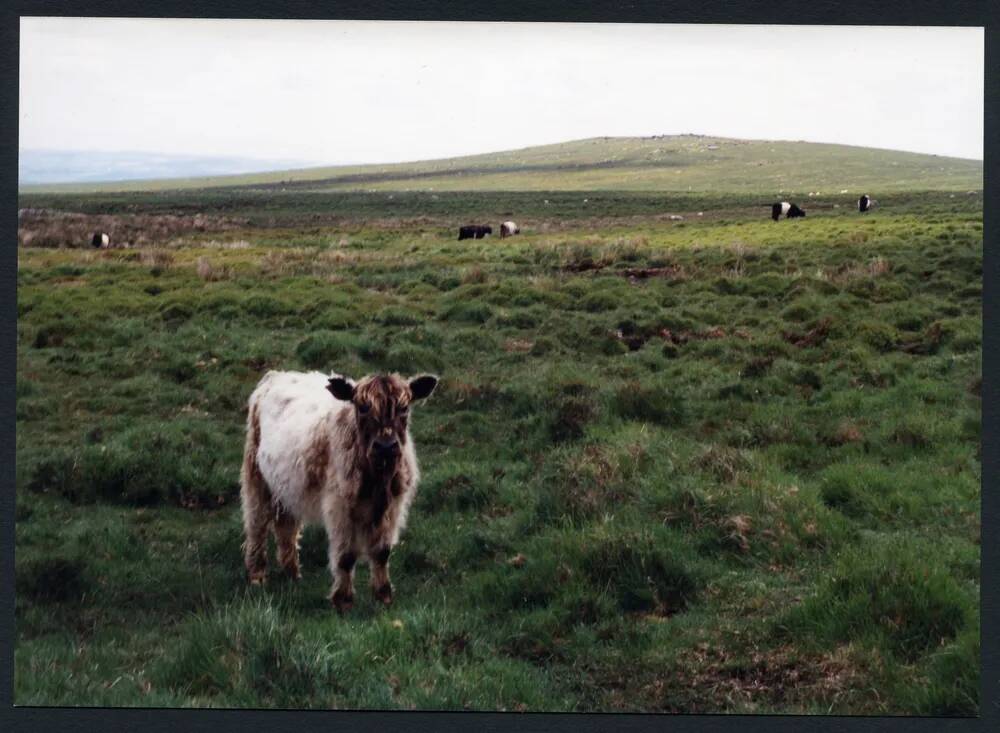 7/34 Red Brook Mires to Wacka Tor 20/6/1991