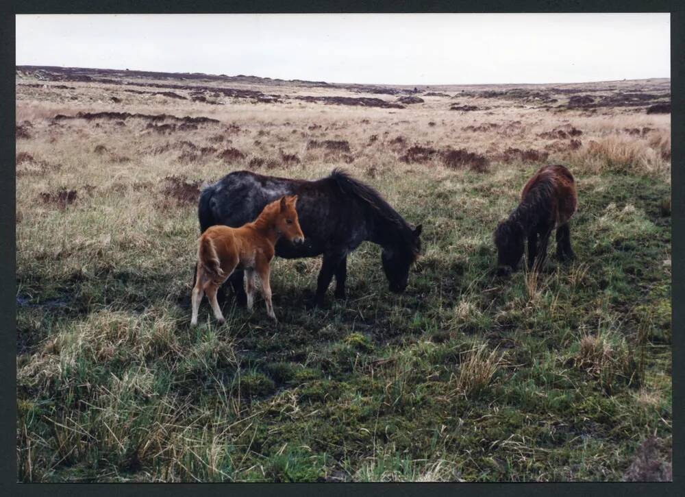 An image from the Dartmoor Trust Archive