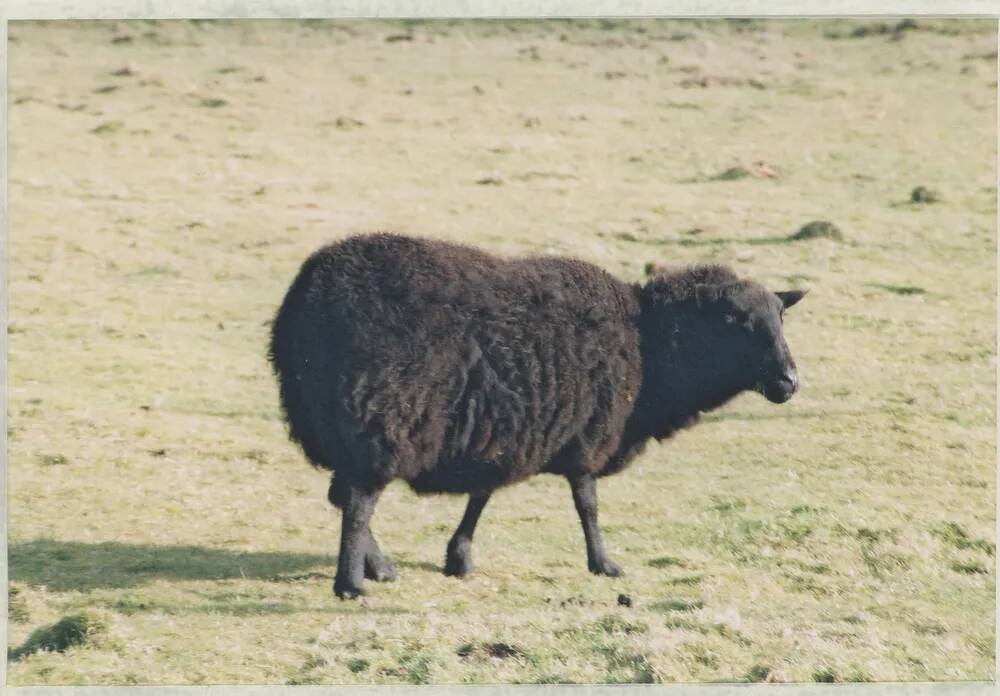 An image from the Dartmoor Trust Archive