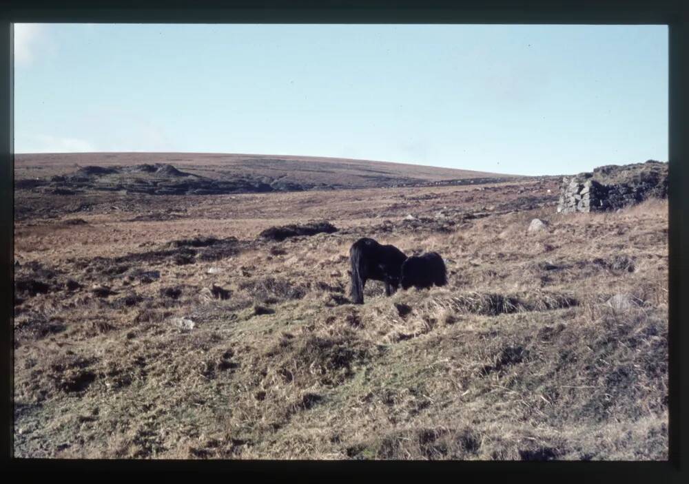 Leat and Launder at Hooten Wheals