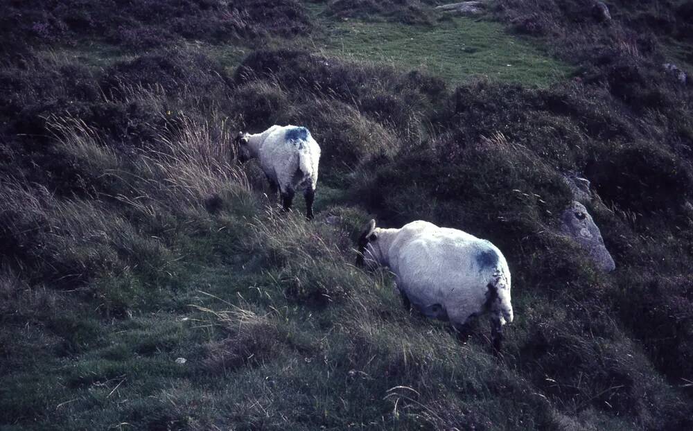 An image from the Dartmoor Trust Archive