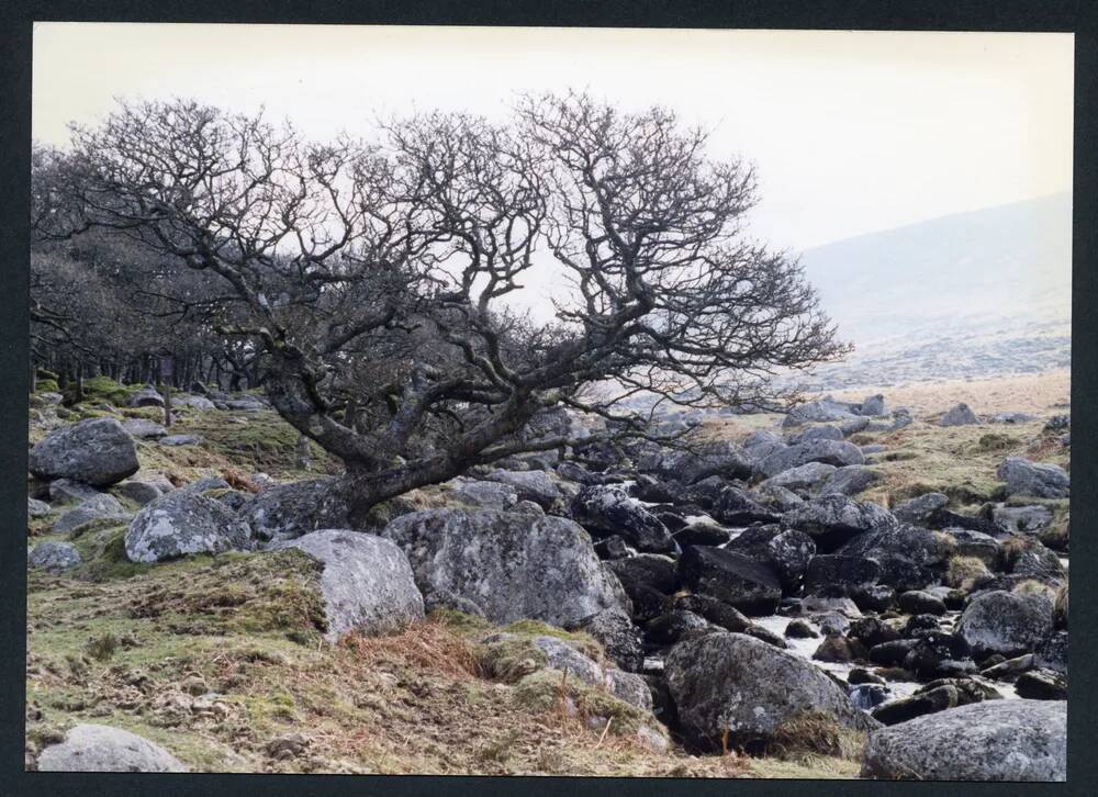 An image from the Dartmoor Trust Archive