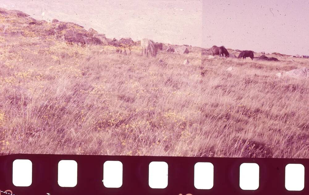 An image from the Dartmoor Trust Archive