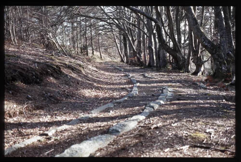 Haytor Tramway - Yarner woods