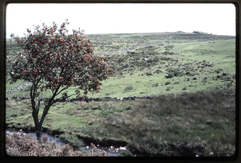 Rowan Tree on Littaford Tor