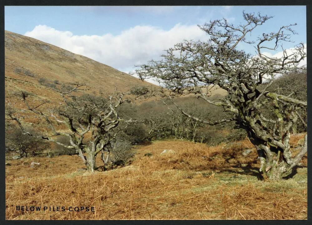 An image from the Dartmoor Trust Archive