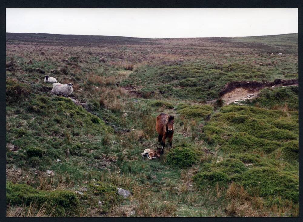 19/29 Source of Red Brook 29/5/1991