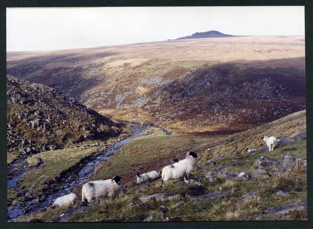 An image from the Dartmoor Trust Archive