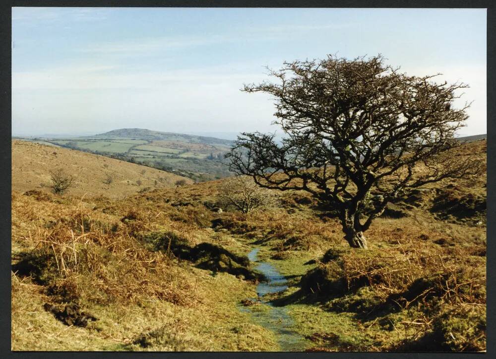 1/1 Above lower bank Middle Brook 7/3/1991