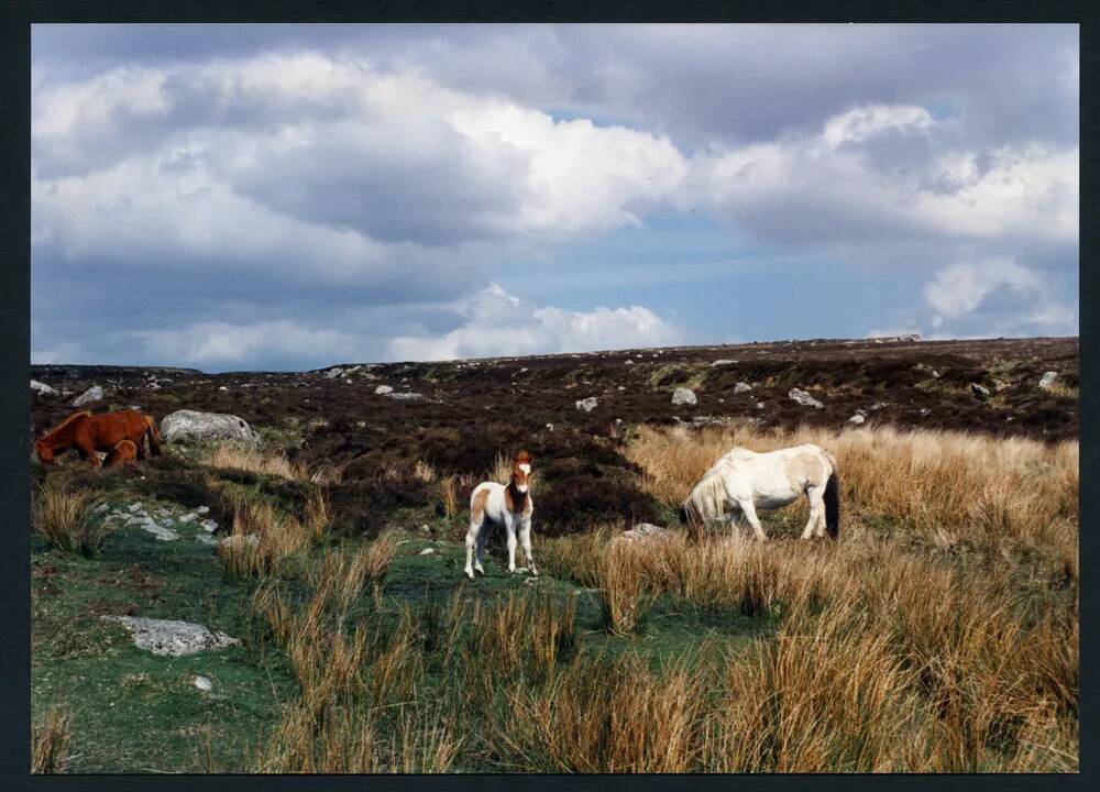 An image from the Dartmoor Trust Archive