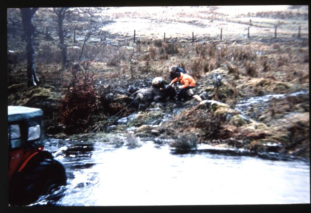 Cow Rescue at Cowsic