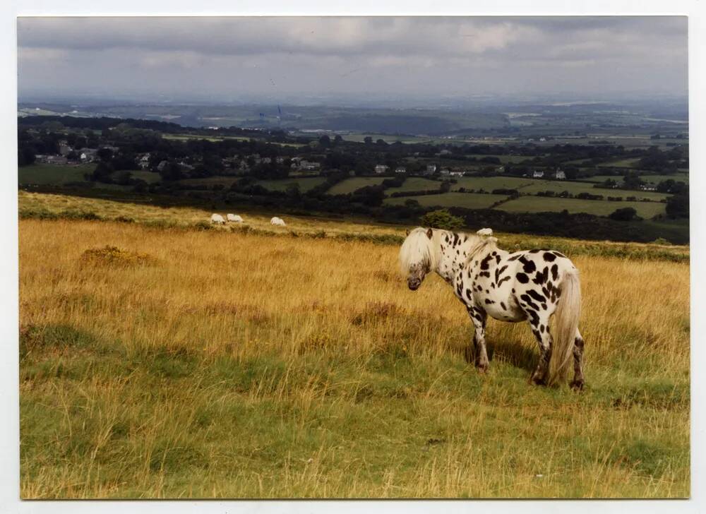 An image from the Dartmoor Trust Archive