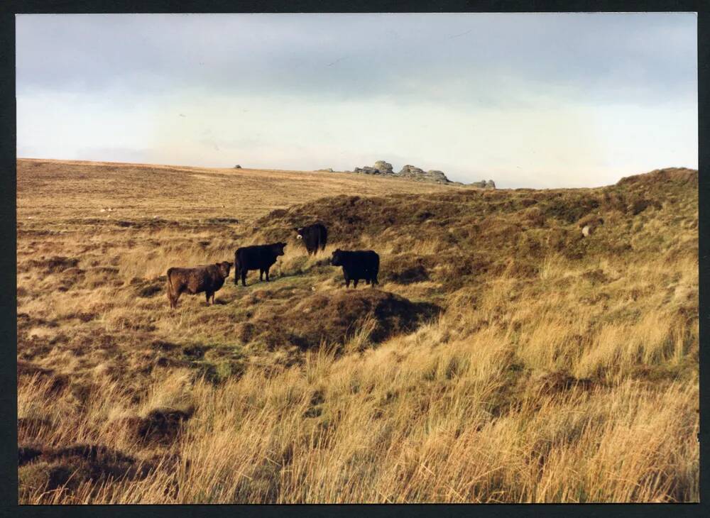 An image from the Dartmoor Trust Archive