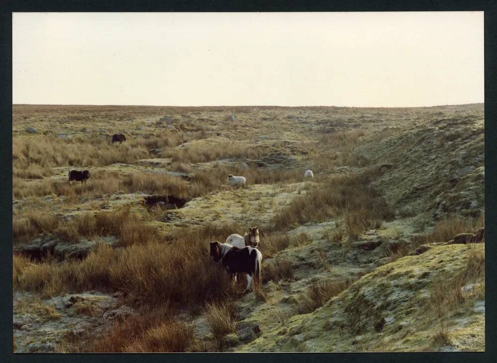 An image from the Dartmoor Trust Archive