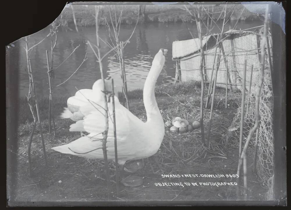 Swan's nest, Dawlish