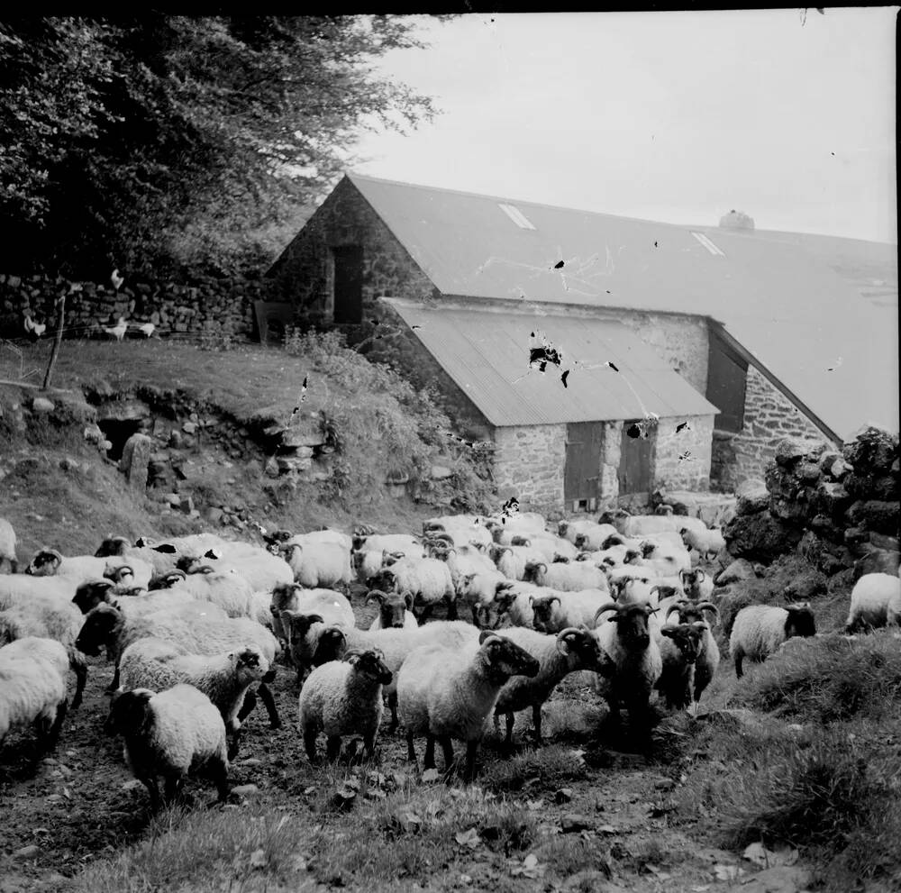 An image from the Dartmoor Trust Archive