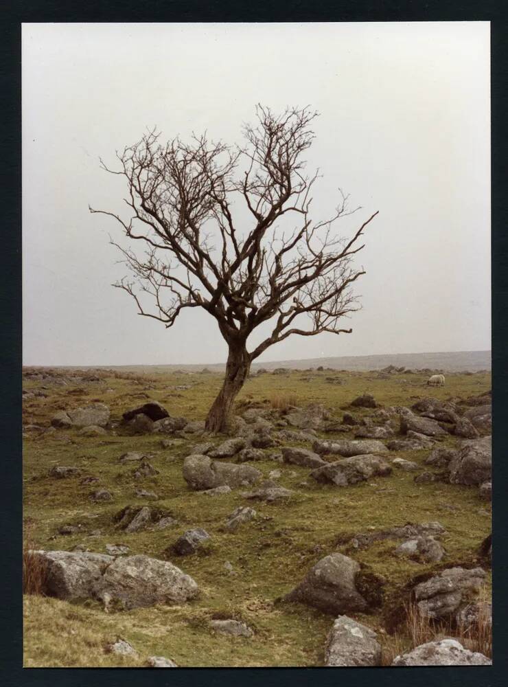 An image from the Dartmoor Trust Archive