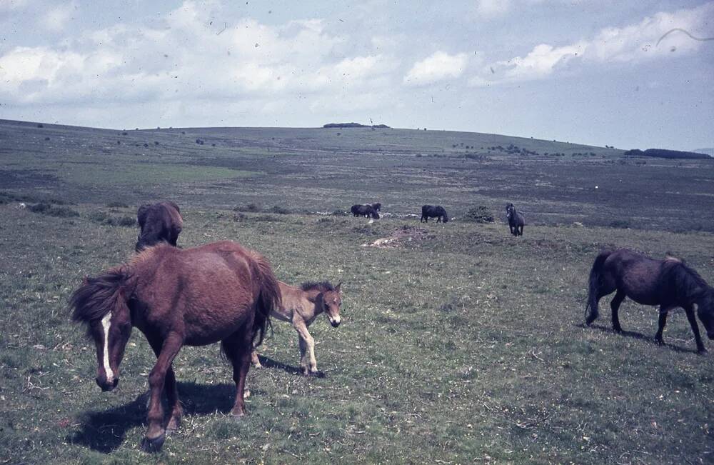 An image from the Dartmoor Trust Archive