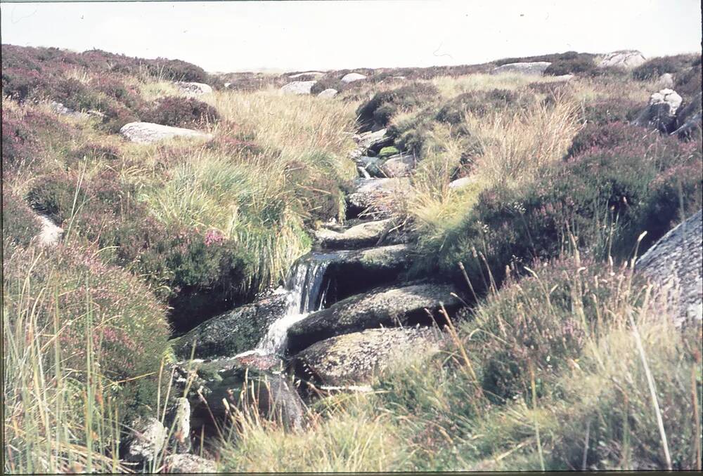 Tavy - Black ridge Brook (Cranmere)