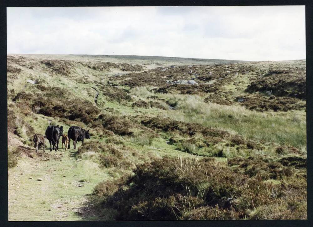 An image from the Dartmoor Trust Archive