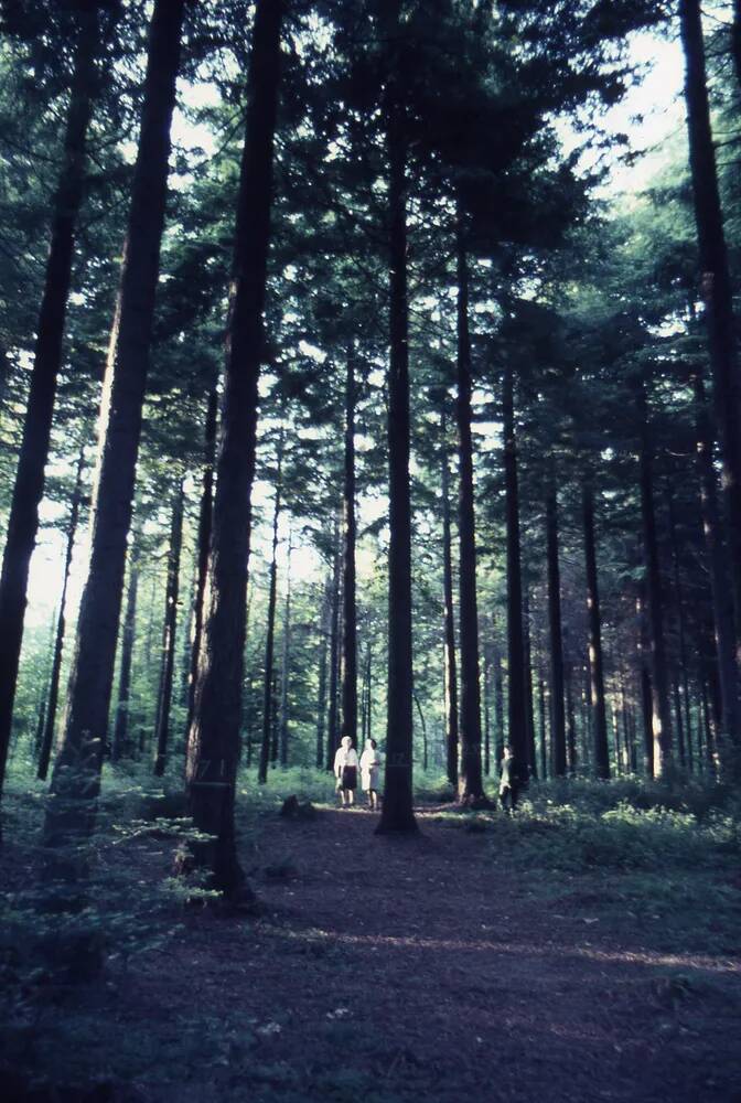 An image from the Dartmoor Trust Archive