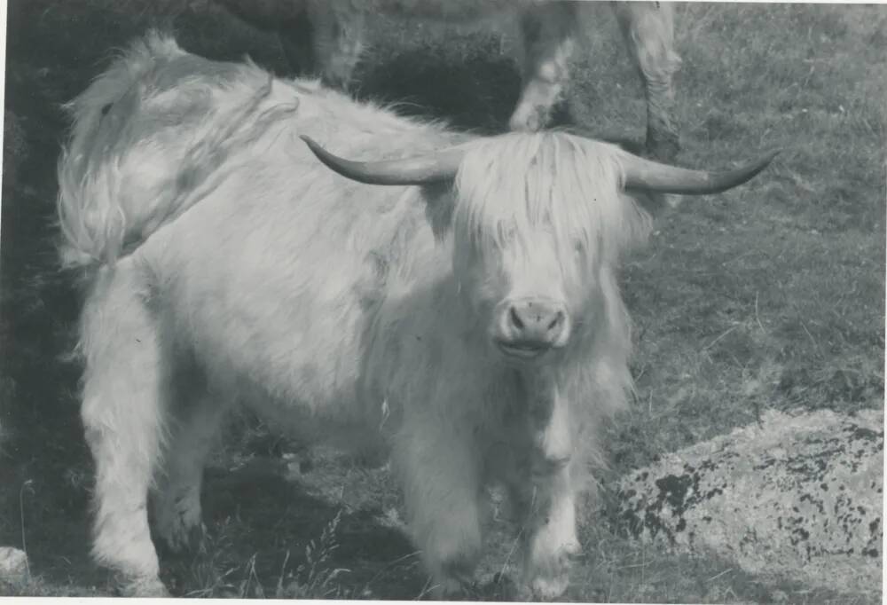 Longhorn