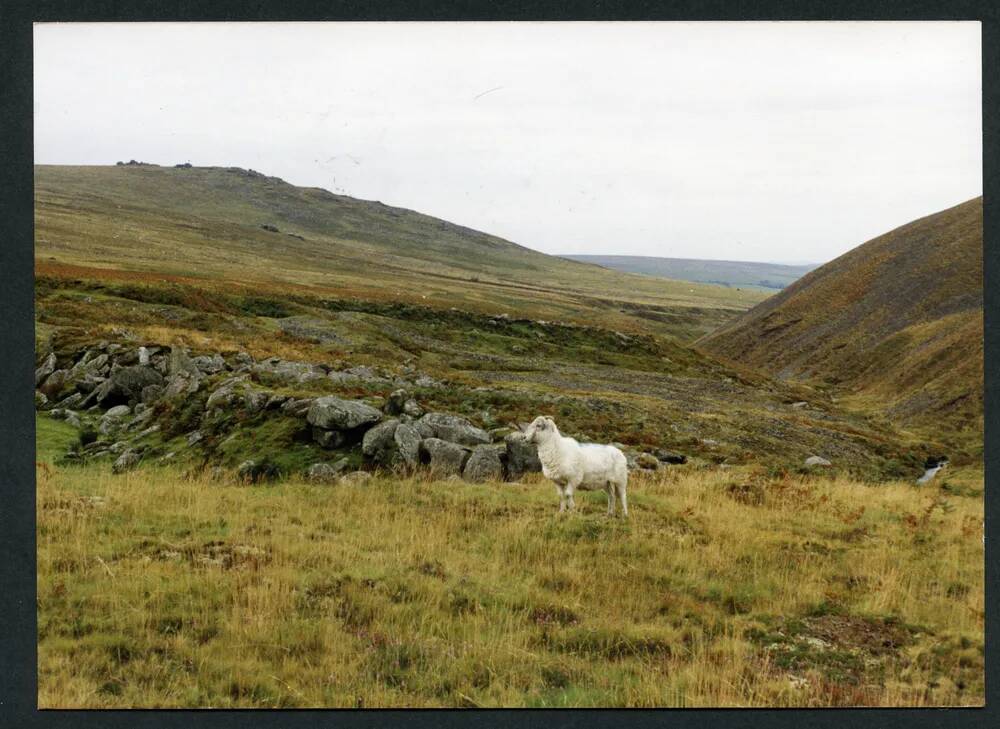 An image from the Dartmoor Trust Archive