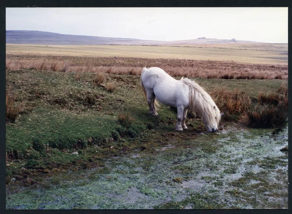 An image from the Dartmoor Trust Archive