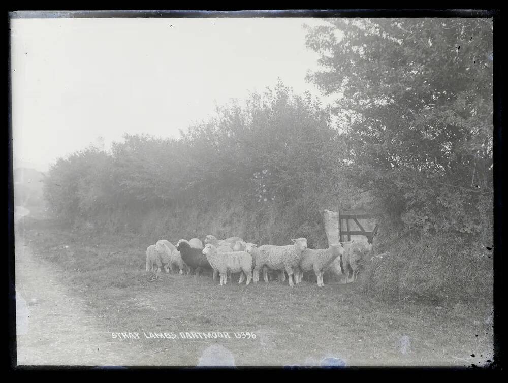 Stray lambs, Dartmoor, Lydford