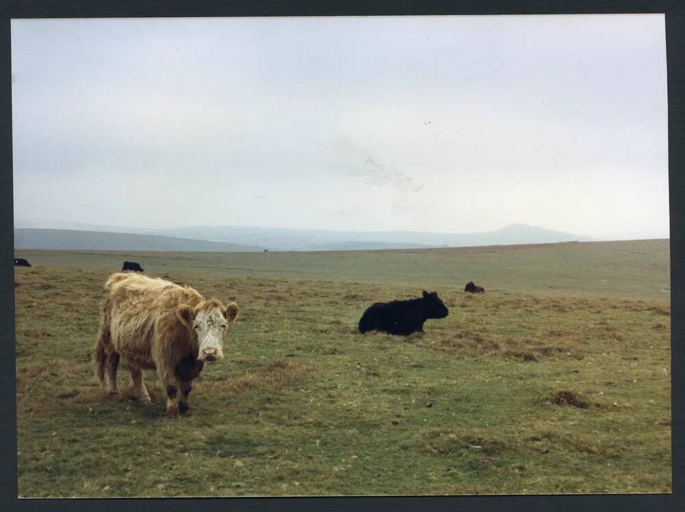 An image from the Dartmoor Trust Archive