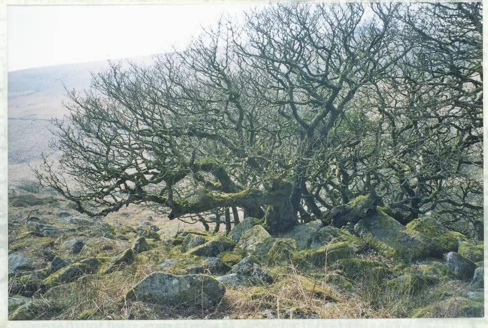 An image from the Dartmoor Trust Archive