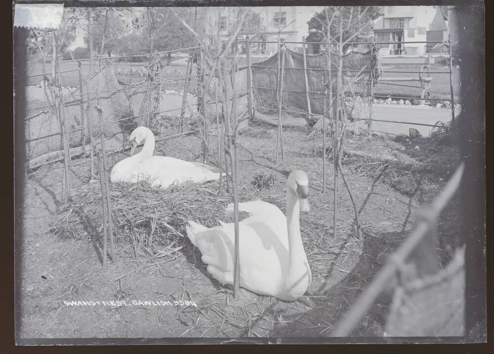 Swan's Nest, Dawlish